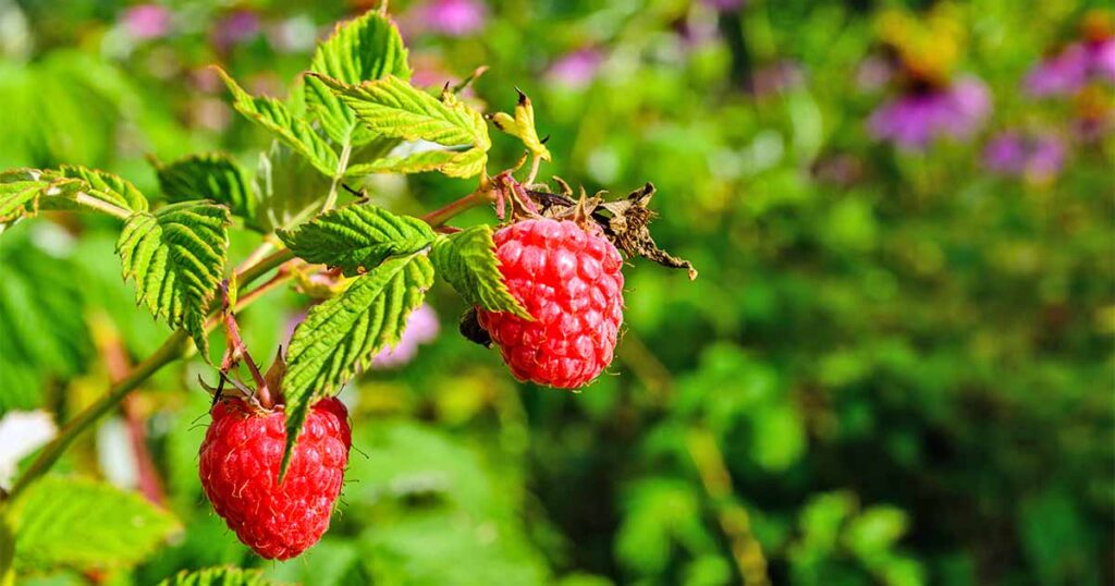 Our Favorite Raspberry Varieties