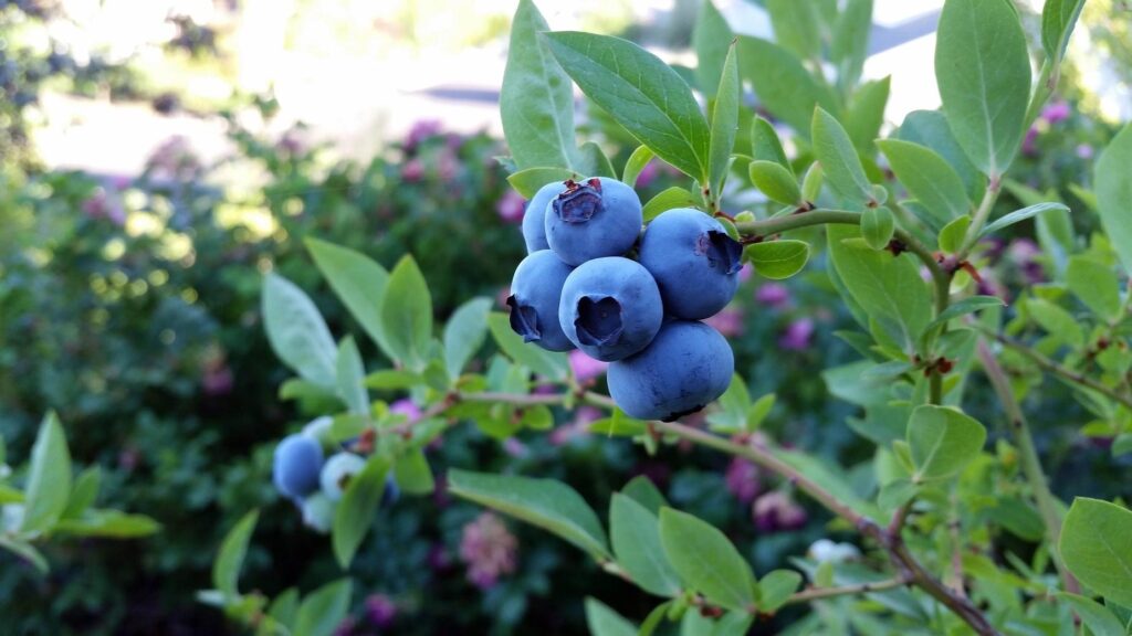hgic fruit blueberries shrub 1900 1080
